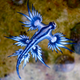Image for article titled Striking Photographs Of Sea Slugs Expose The Alien World Under the Sea